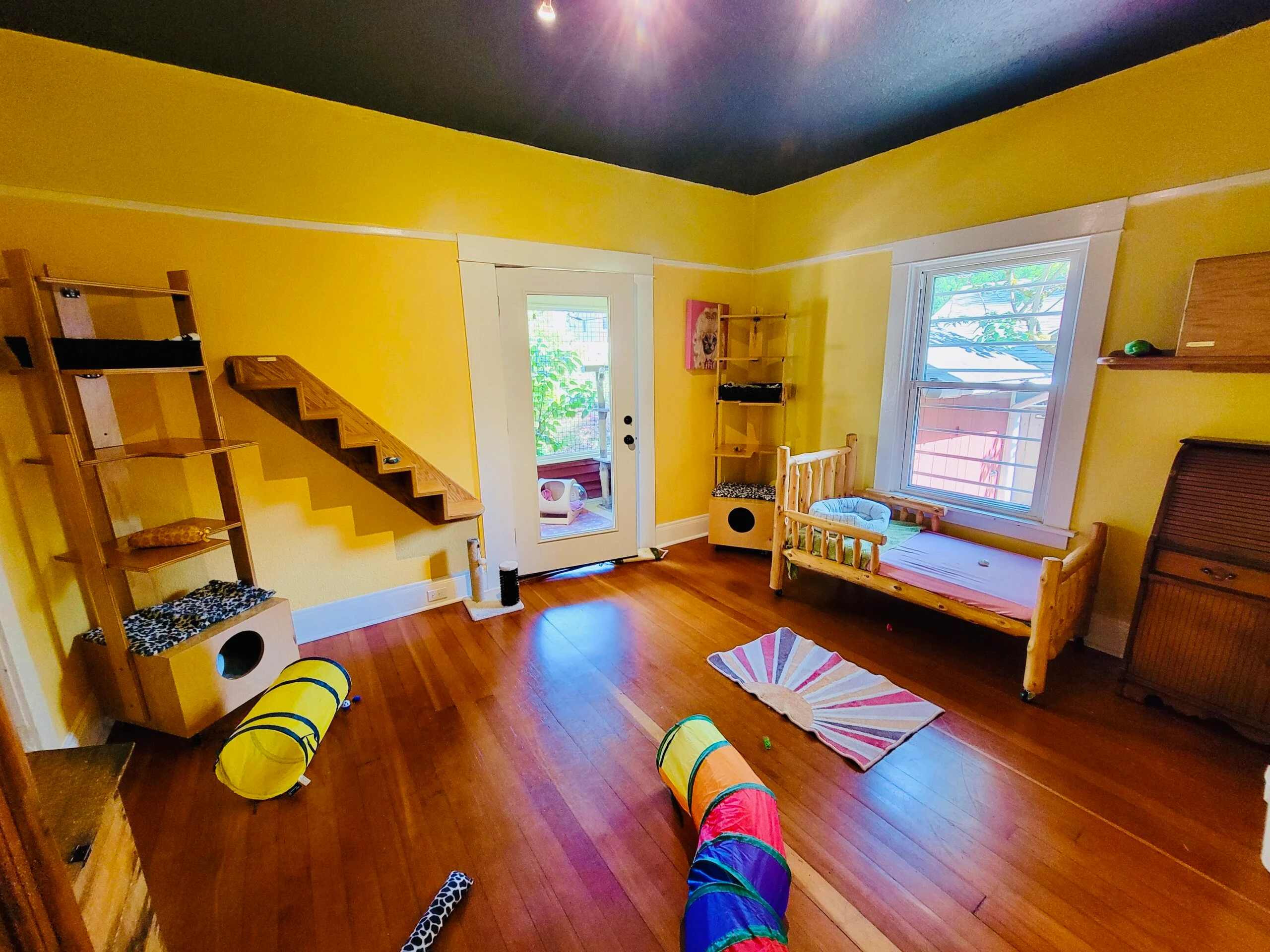 A private feline boarding room with vertical climbing structures and a secure catio