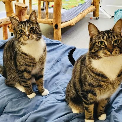 Two bonded cats in a Cats in the City care environment