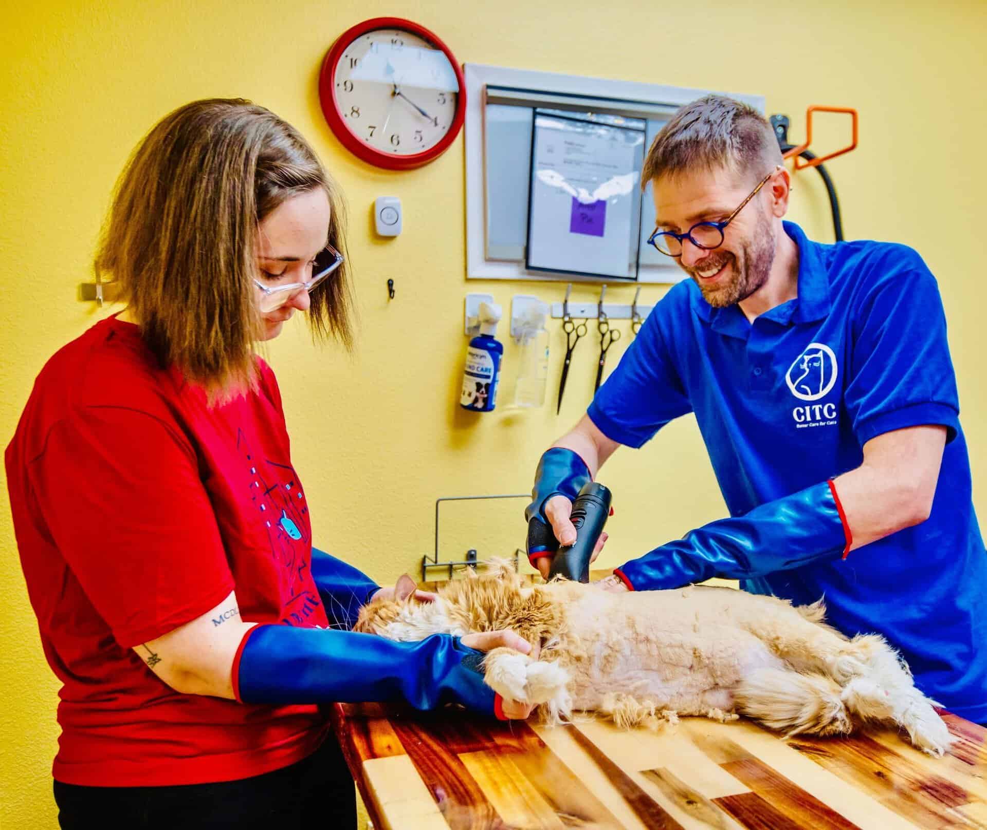 Two Cats in the City professionals providing supported feline grooming