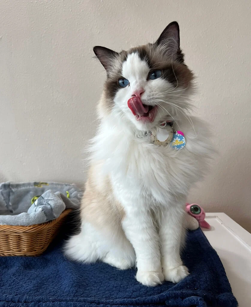 A relaxed cat receiving care in a home-like setting