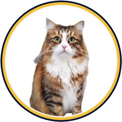 Teddy, the Purr Almighty cat